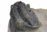 Prone, Spiny Drotops Armatus Trilobite - Top Quality Specimen #359165-4